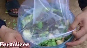 Как вырастить кабачки - тыквы для всей семьи, чтобы есть их круглый