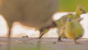 17068936-uhd_2560_1438_30fps