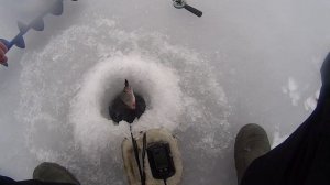 окунь второй выезд на ладогу