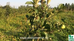 Яблоня сорт Конфетное / Ранние летние сорта яблонь