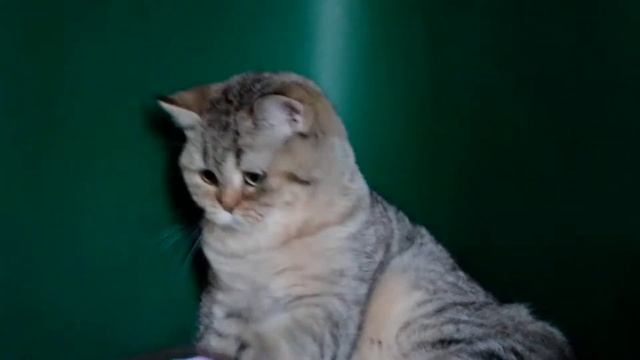 Imperial Brilliant Santi /SFS71 n24/ смотреть онлайн