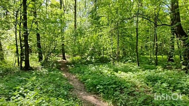 На завтрак шашлык в лесу!))) смотреть онлайн