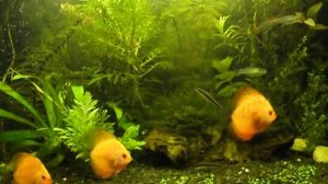 Аквариум-травник с дискусами