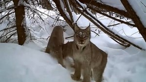 Рысь поймала зайца Удачная съемка на фотоловушку со звуком