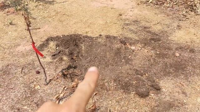 What is killing my 6 year old Gala apple tree? Overwater? Bugs? Neglect? Soil? смотреть онлайн