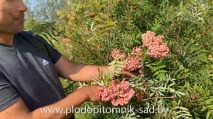 Рябина сладкоплодная сорт ПИНК ВЕЙЛ Лечит от всех болезней.