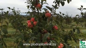 Яблоня сорт Надзейны