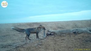 Приоткрывая заповедные двери… Дерево стратегического значения