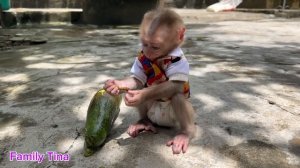 Baby monkey Tina discovered a ripe avocado and called her mother