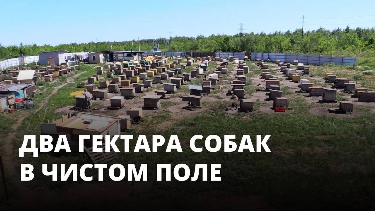 Два гектара собак в чистом поле. Женщина решила создать образцовый приют