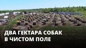 Два гектара собак в чистом поле. Женщина решила создать образцовый приют