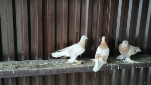 24.01.2025г Голуби Александра Кашира ч. 1