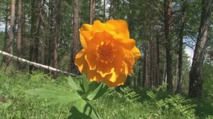 НЕ РВИ!   (ЦВЕТЫ ЛЕСНЫЕ)