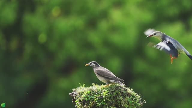 Исцеляющая гармония. Музыка для сердца 🌿 Расслабляющая музыка для снятия стресса № 13