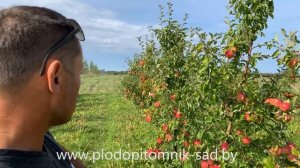 Яблоня МИНСКОЕ. Уникальная УРОЖАЙНОСТЬ и ЗИМОСТОЙКОСТЬ.