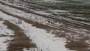 Лов на хищници със свирка Nordik Predator Pre-Tuned