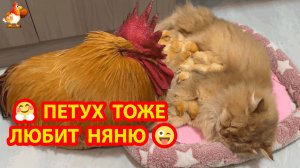 Старый петух поел кукурузу и пошел контролировать няню Кошку с цыплятами