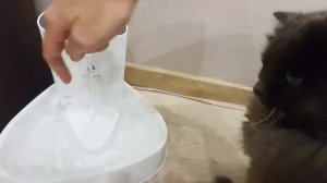 Как кот привыкает к своему новому фонтанчику!