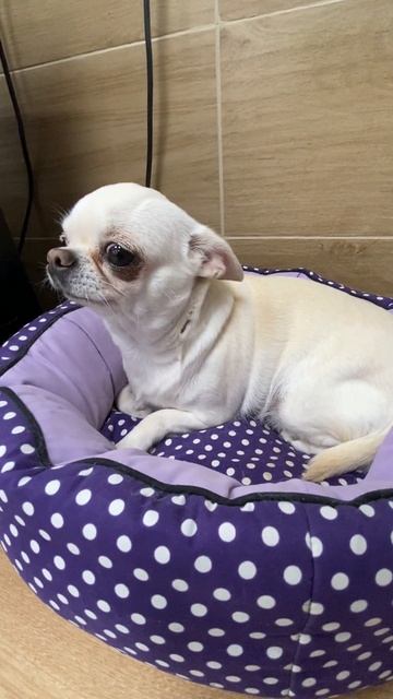 ЭРЮСЯ В МАГАЗИНЕ МНОГО НЕЗНАКОМЫХ ЛЮДЕЙ