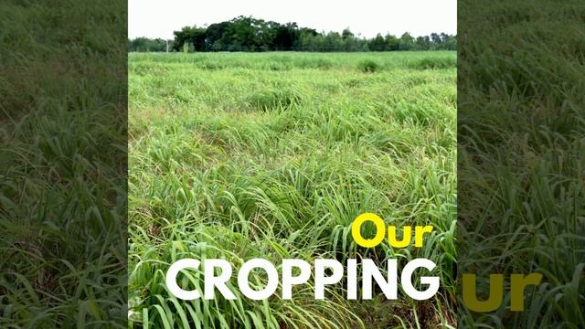 Citronella Java Oil смотреть онлайн