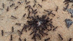 Ants of Cambodia 2