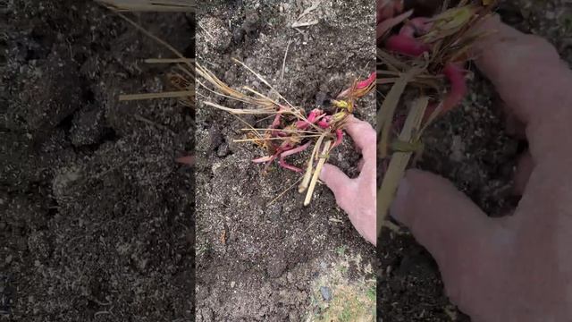 При посадке на дно лунки добавляю битый кирпич #органическоеземледелие