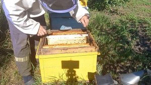 Откачка мёда в августе на домашней пасеке .