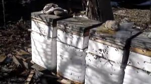 Малоформатные ульи Зеликова - Прогресс. Ранний облёт пчел.