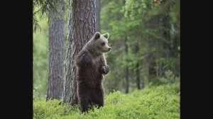 Знакомство с творчеством. Валттери Мулкахайнен