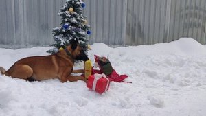 Новогоднее поздравление от Каймана.