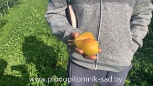 Груша ДУХМЯНАЯ   Высокоурожайный сорт позднелетнего срока созревания.
