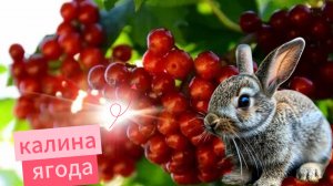 Калина обыкновенная