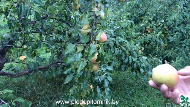 Груша сорт Память Яковлева
