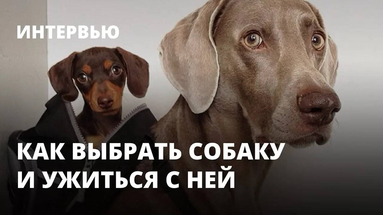 «Нет опасных пород, есть опасные владельцы». Как выбрать собаку и ужиться с ней. Интервью