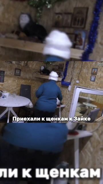 ♥️НОВОЕ ВИДЕО УЖЕ НА КАНАЛЕ #леснаясказка  #приют @arhskazka