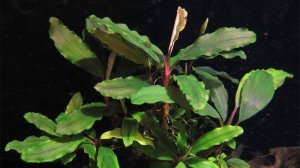 Буцефаландра "Купер Лиф Мелави" - Bucephalandra sp. "Copper Leaf Melawi"