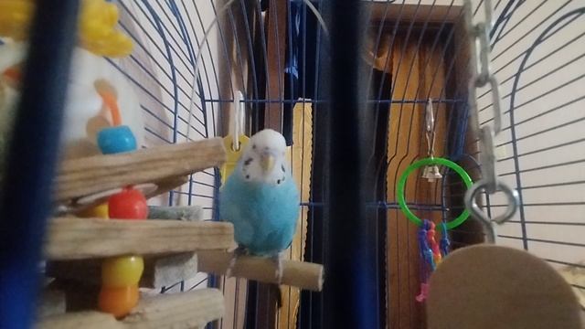 ТОША СЛЕДИТ ЗА ТОБОЙ! Только не заглядывай в описание! | Kinlay