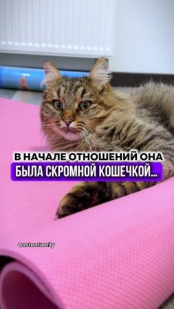 Скромная кошечка#astenfamily#кототерапия #кошечки#приколыкоты#котыприколы#смешныекотики