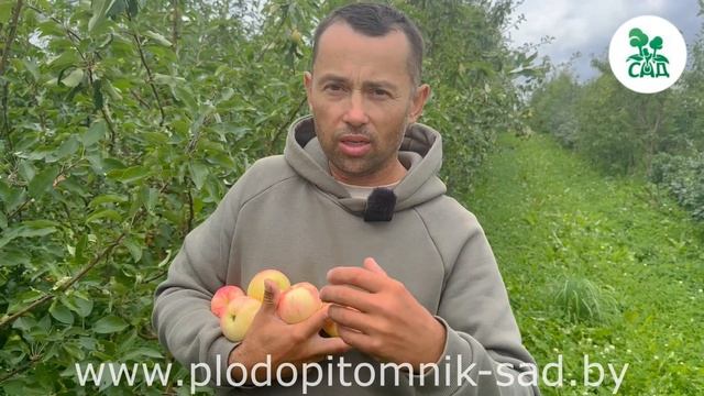 Яблоня ГРУШОВКА МОСКОВСКАЯ. Старинный проверенный сорт с высокой ЗИМОСТОЙКОСТЬЮ и ОТЛИЧНЫМ ВКУСОМ.
