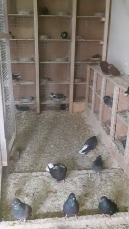 #Shorts Николаевские голуби. Мой первый #shorts - ролик. Nikolaev pigeons.