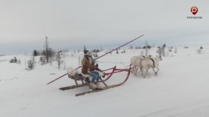 Зимняя Карелия. Собаки \\ Маршрут Прониной