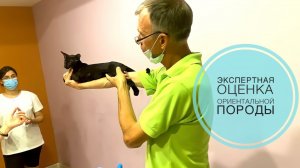 Экспертная оценка Ориентальной породы кошек. Международная выставка кошек.