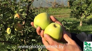 Яблоня сорт Зимнее лимонное в питомнике растений в 2015 году
