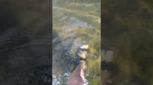 Купаемся в болоте