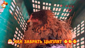 Забираем цыплят у наседки осторожно – пусть высиживает остальных без забот 🤗🐤🐥🐤