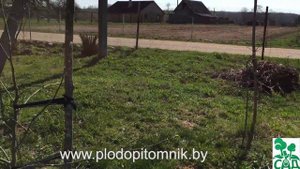 Подвои яблонь. Сила роста яблонь на различных подвоях.