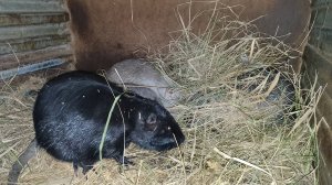 Делаю "полезную смесь" для своих НУТРИЙ. Идёт ли потепление? 20.01.25