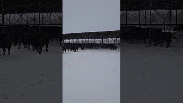 Бычки на откорм 6-12 мес