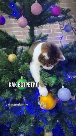 Старый Новый год#astenfamily#кототерапия #кошечки#приколыкоты#котыприколы#смешныекотики