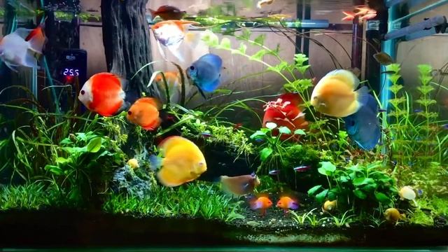 Растительный аквариум с дискусами и скаляриями от Phạm Văn Kiên смотреть онлайн